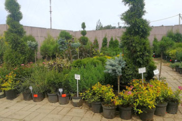 В Колодищах открылся садовый центр по продаже туй и растений