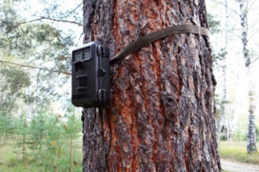Нарушителей лесного законодательства будут отслеживать с помощью камер видеофиксации