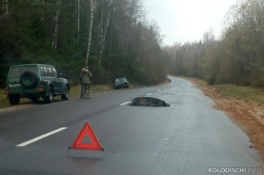 Фотофакт: водитель Audi сбил дикого кабана на автодороге Колодищи-Глебковичи