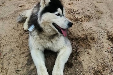 Украденную возле БГУ в Минске собаку нашли в Колодищах