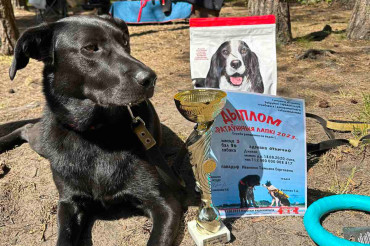 Собака из Колодищ заняла призовое место на первых в Беларуси соревнованиях по спасению на воде