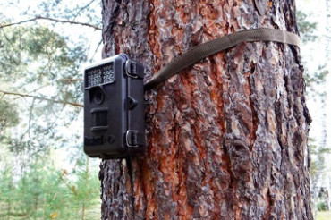 Минлесхоз увеличит количество камер фотофиксации в лесу
