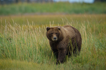В Минском районе зафиксирован второй случай встречи медведя с человеком 