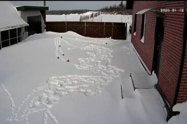 Камеры показали, кто истоптал снег на участке: видео от подписчика