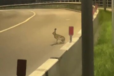 По ночному мосту в Колодищах гулял заяц