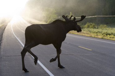 Двух лосей, переходящих дорогу сняли на видео рядом с Колодищами