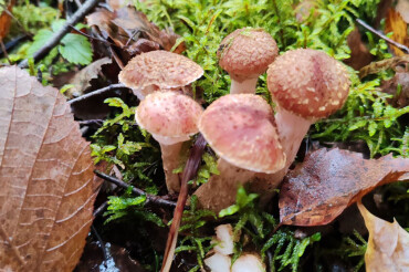 В лесу появилось много осенних опят