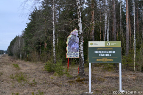 Колодищанское лесничество Боровлянский спецлесхоз фото 2