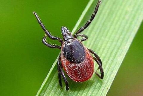 Обработка участков от клещей