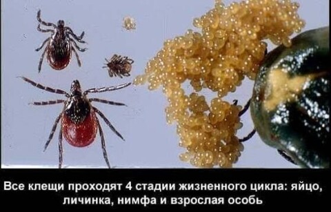 Обработка участка от клещей фото 2