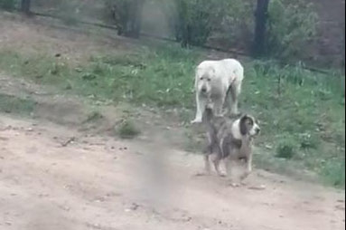 ​В Колодищах, гуляющий сам по себе алабай покусал женщину