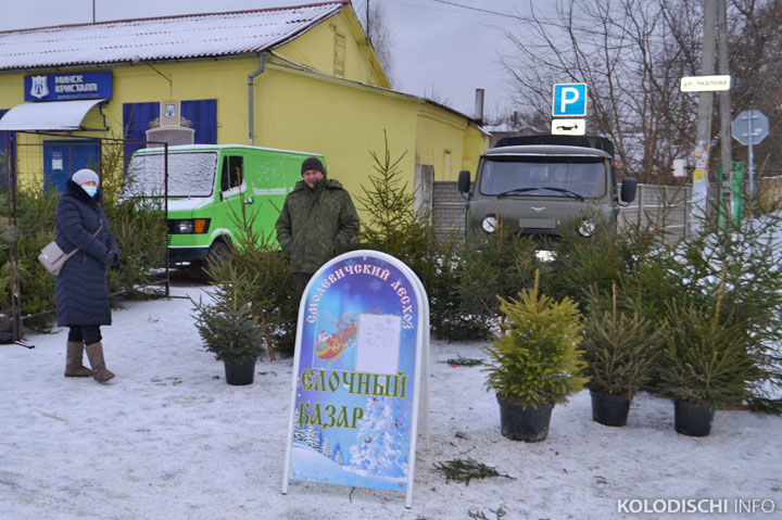 В Колодищах открылись елочные базары