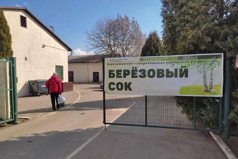 Минский лесхоз начал реализацию березового сока. Где можно купить и почём
