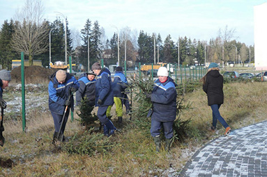 В Колодищах проводят компенсационные посадки деревьев в счет вырубки на месте строительcтва АЗС