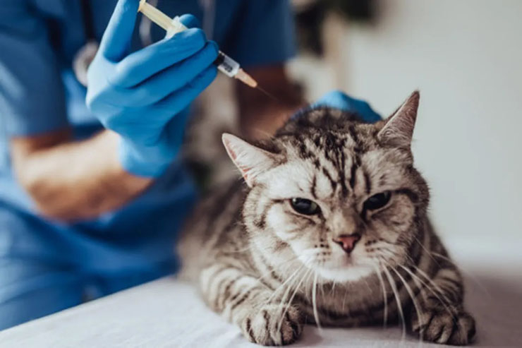 В Колодищах проведут бесплатную вакцинацию домашних животных от бешенства