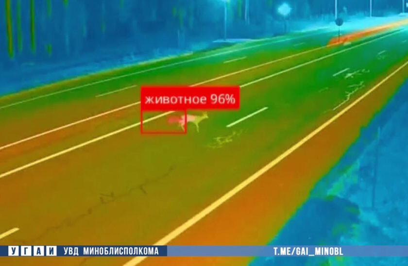На трассе в Минской области видеосистема оповещает водителей о приближении животных к дороге