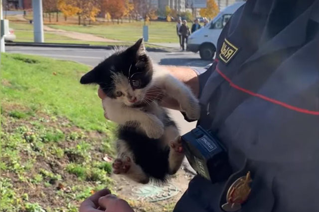 В Уручье экипаж ГАИ спасал котенка, который залез под машину