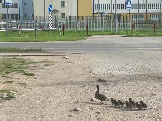 В Колодищах сняли на видео утку, которая вела утят к школе