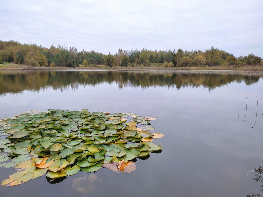 Симпатичное озеро среди полей и рядом с автодорогой. Фото водоема в Старине
