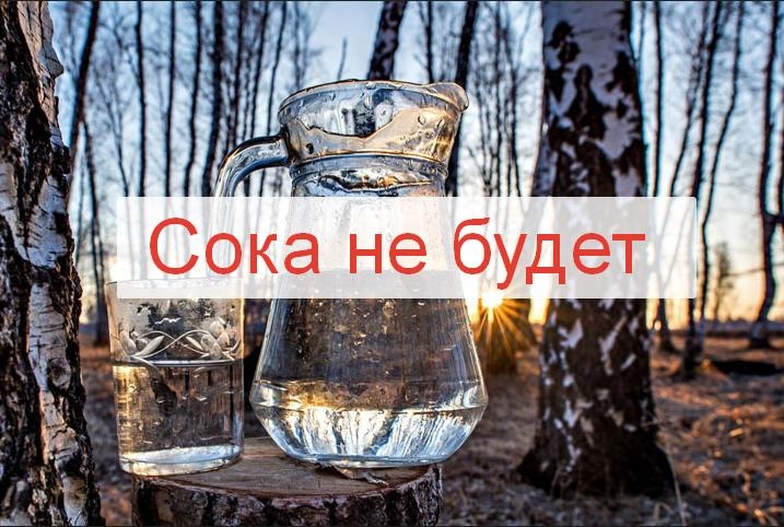 Продажа березового сока 15 апреля в Колодищах отменяется