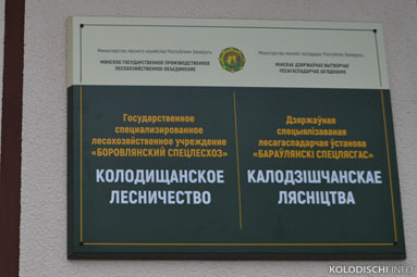 Березовый сок этой весной можно будет купить в Колодищанском лесничестве