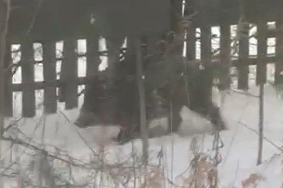 В Колодищах на жилую улицу забрел дикий кабан. Видео