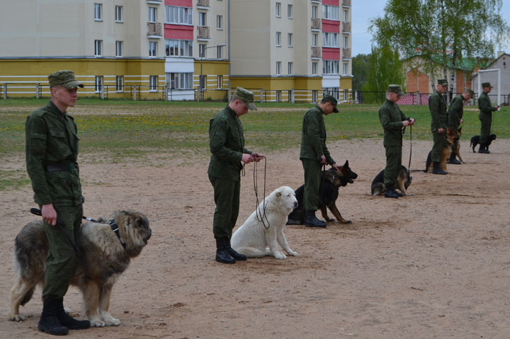 В Колодищах прошли показательные выступления военнослужащих кинологического центра