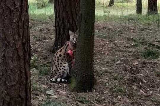 В Колодищах гулял большой кот самой дорогой породы в мире. Его поймали и отдали хозяевам