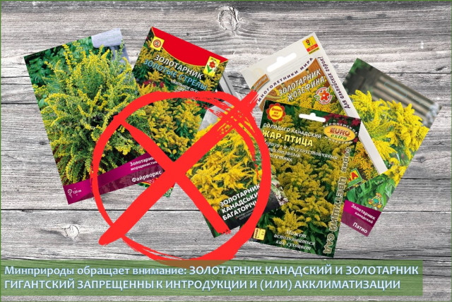 Минприроды обращает внимание: золотарники канадский и гигантский запрещены к разведению