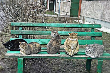 В ЖЭУ №2 участились жалобы по поводу нахождения домашних животных во дворах и подъездах