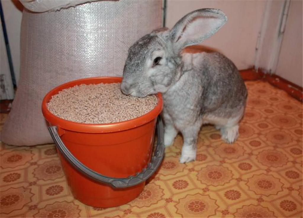 Можно ли давать кроликам сыр. Комбикорм для кроликов. Кормовой кролик. Мешанки для кроликов. Кролик ест гранулы.