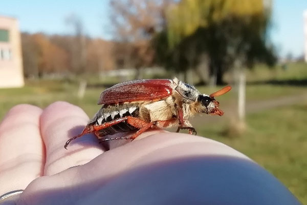 Хрущ майский жук молодой. Ловля голавля на майского жука. Хрущ майский западный. Ловля майских жуков. Домашний майский жук.
